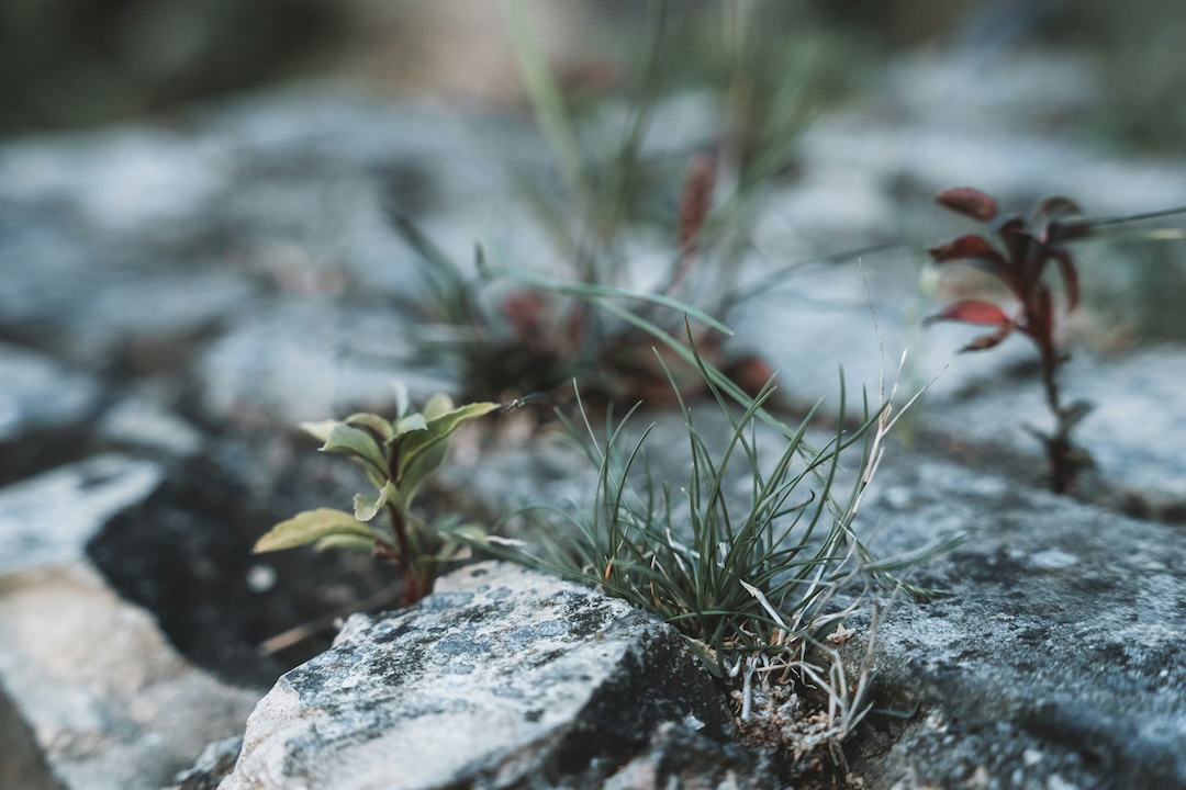 Forgotten Grace