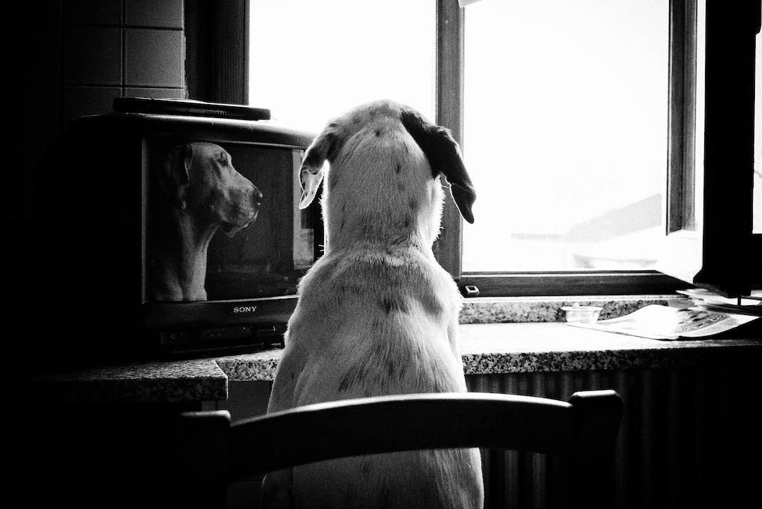 A Detective, A Dog Movie, and the End of a Chapter