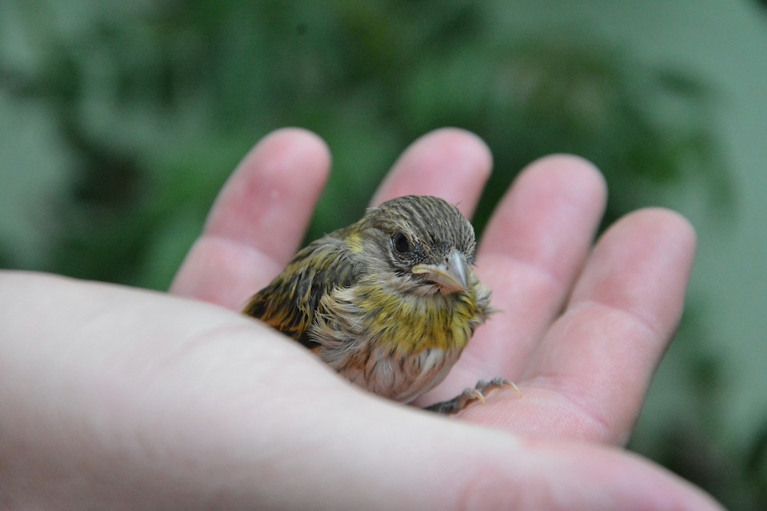 A bird sits in the palm of an unclenched fist