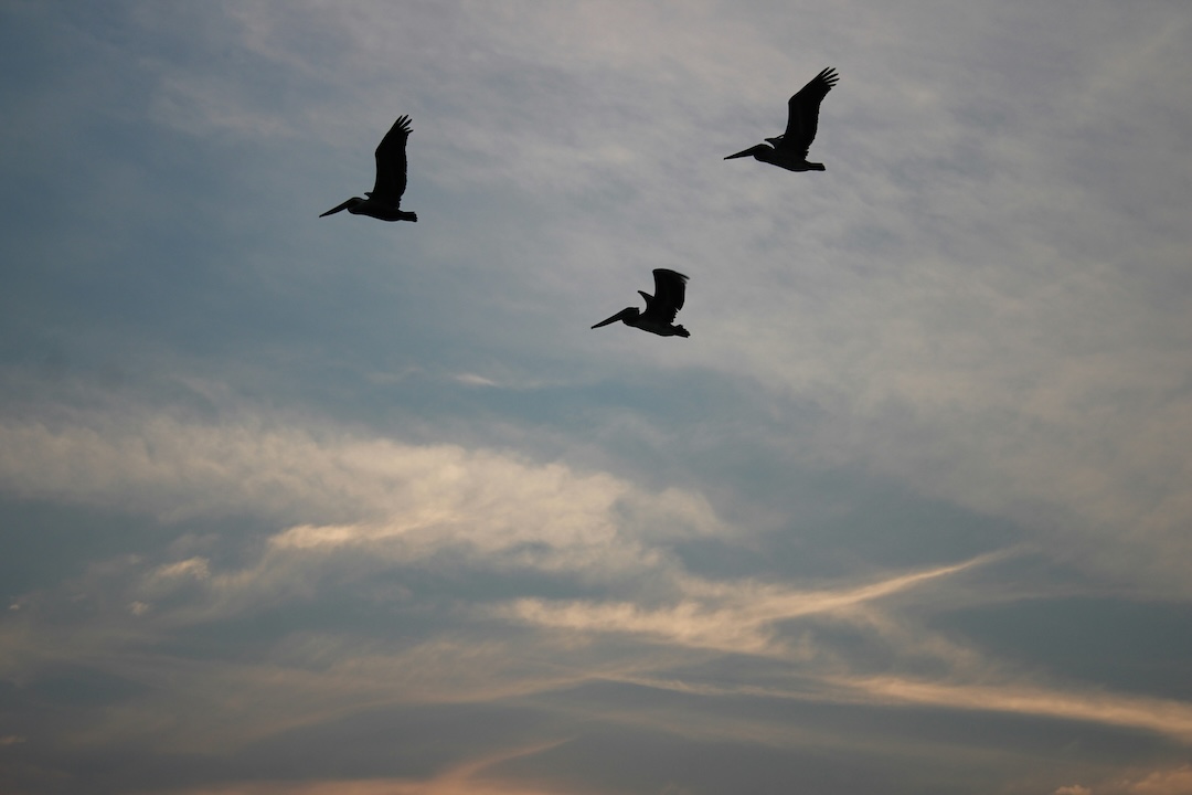 Birds soaring through a bright sky.